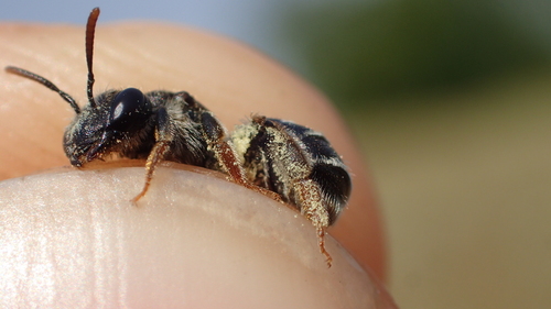 Andrena pallitarsis