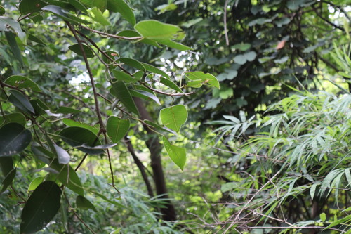 Indian Bat Fig (Ficus amplissima)