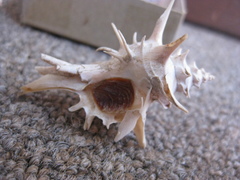 Poirieria zelandica image