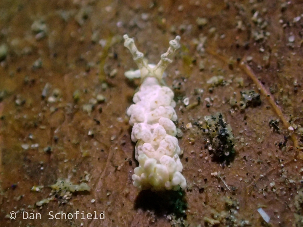 White Anemone Eater