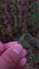 Coleosporium delicatulum