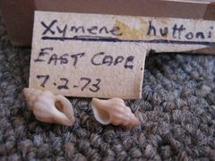 Lamellitrophon huttonii