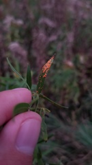 Coleosporium delicatulum