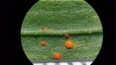 Coleosporium delicatulum