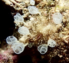 Pycnoclavella communis