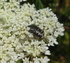 Oxythyrea