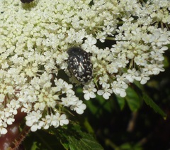 Oxythyrea