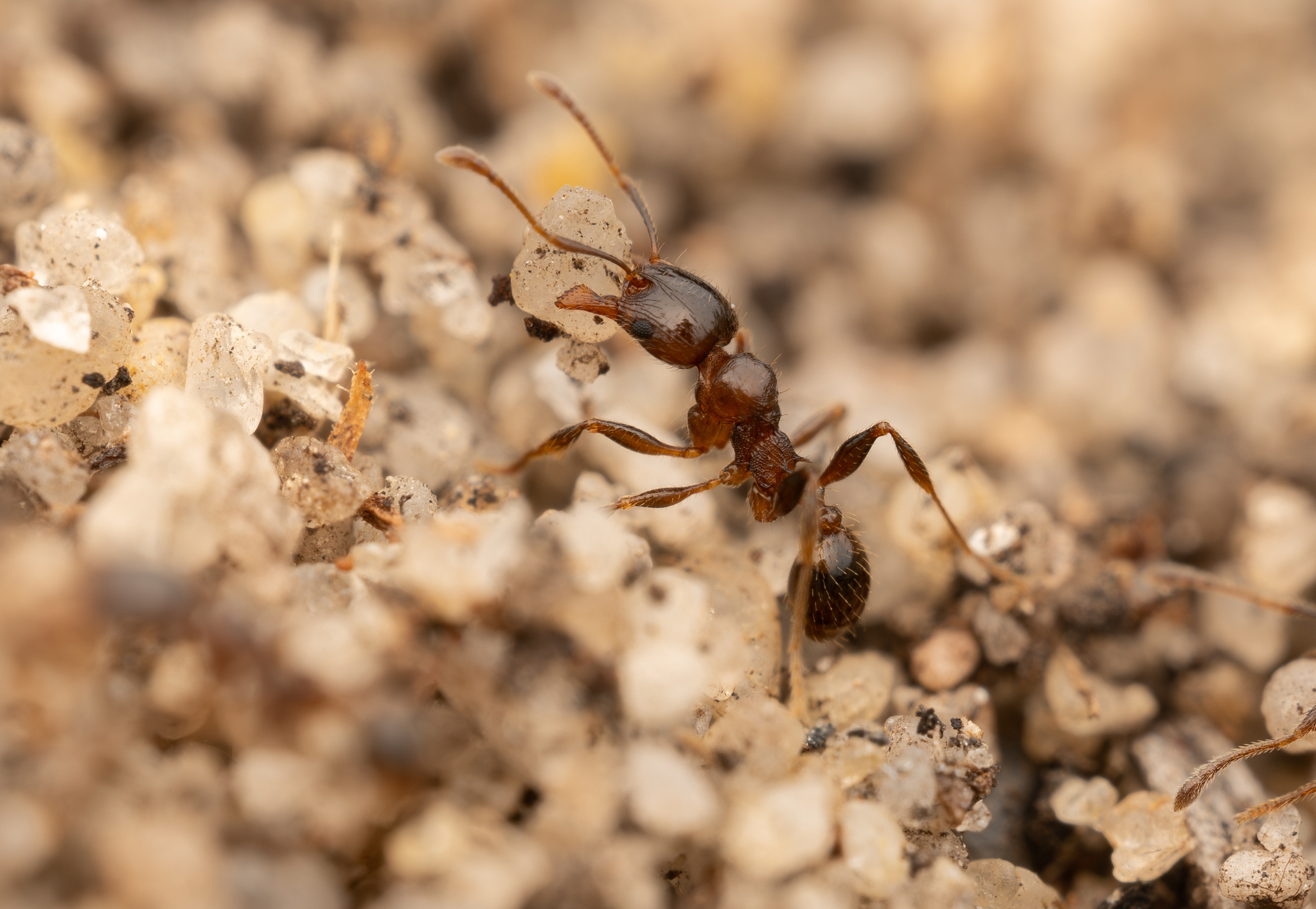 Pheidole ampla