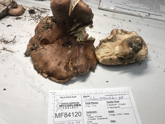Tricholoma subannulatum