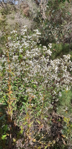 Image of Logania ovata by (c) Andrew Thornhill, some rights reserved (CC BY)