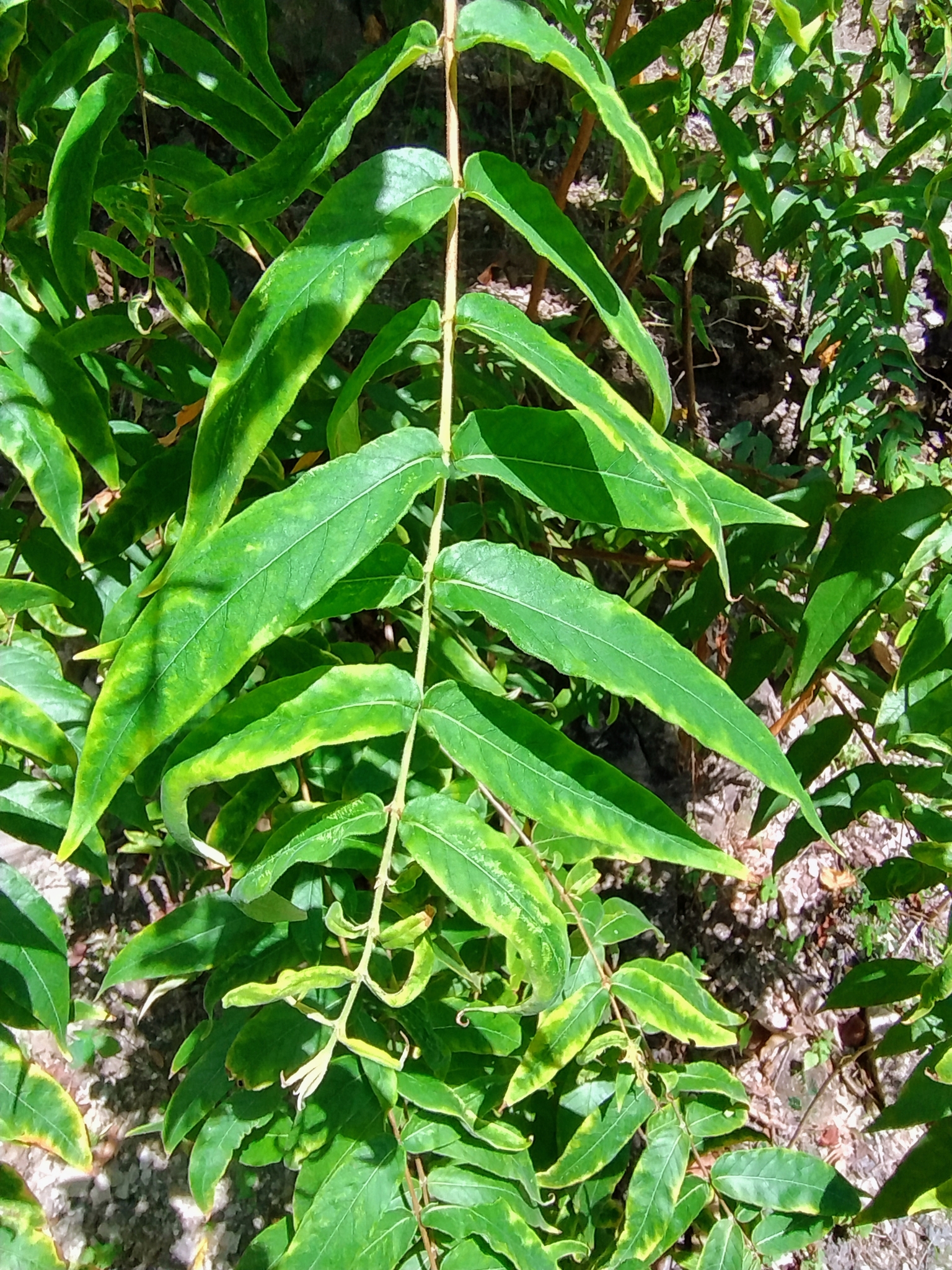 Pouzolzia hirta