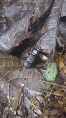 Odontotaenius