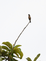 Sporophila angolensis