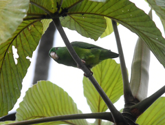 Forpus crassirostris