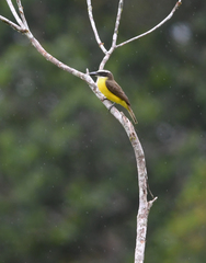 Megarynchus pitangua pitangua