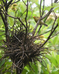 Metopothrix aurantiaca