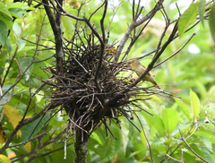 Metopothrix aurantiaca