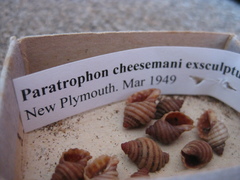 Paratrophon cheesemani image