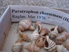 Paratrophon cheesemani image