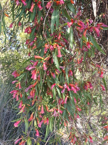 Marianthus erubescens (Marianthus erubescens)