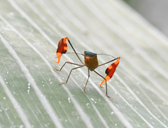 Anisoscelis foliaceus