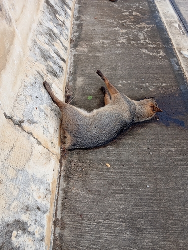 Crab-eating Fox