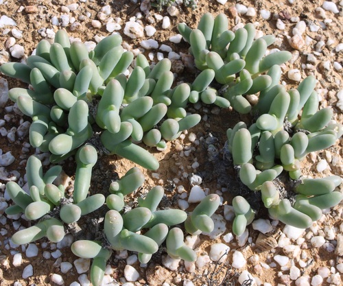 Phyllobolus
