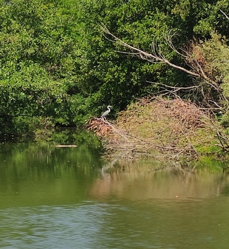 Grey Heron