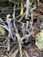 Alloclavaria purpurea