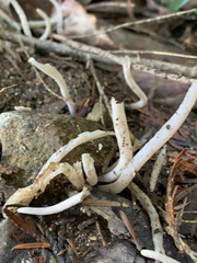 Alloclavaria purpurea