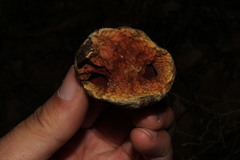 Rubroboletus legaliae