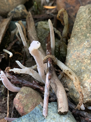 Alloclavaria purpurea