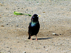 Sturnus vulgaris
