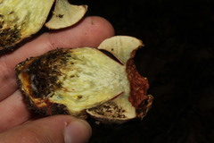 Rubroboletus legaliae