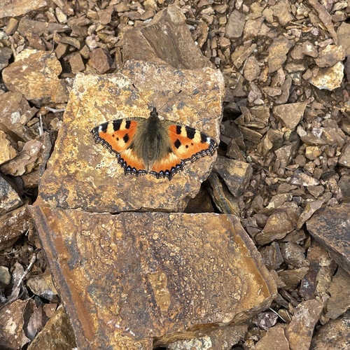 Small Tortoiseshell