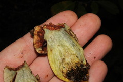 Rubroboletus legaliae