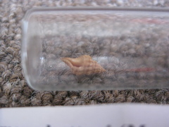 Lamellitrophon huttonii