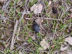 Thanatophilus rugosus