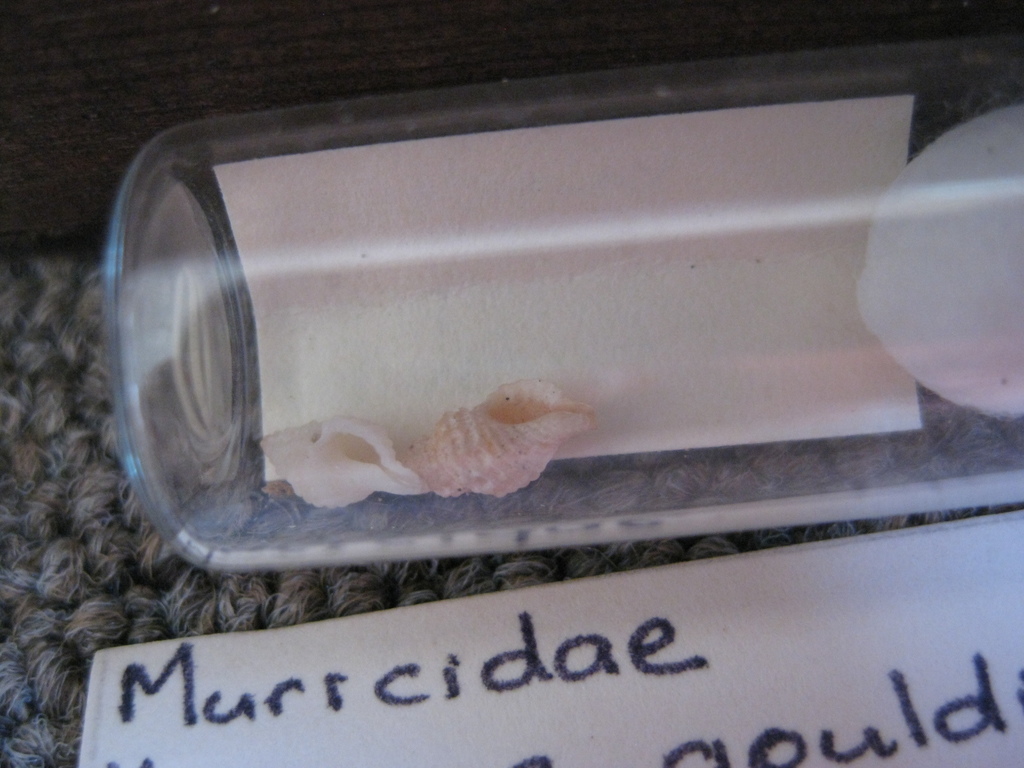 Fuegotrophon