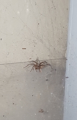 Agelenidae