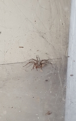 Agelenidae