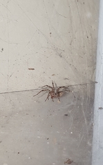 Agelenidae