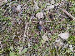 Thanatophilus rugosus