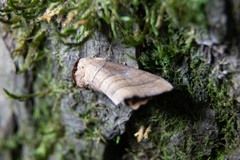 Datana angusii