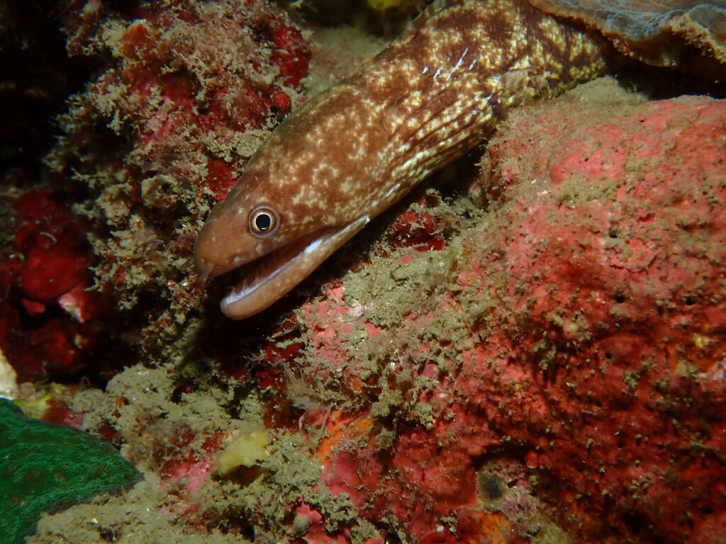 Lipspot moray