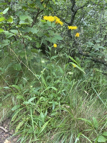 Stewart's hawkweed (Hieracium stewartii)