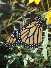 Danaus plexippus