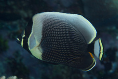 Chaetodon reticulatus