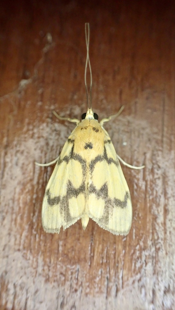 Ulopeza cruciferalis (Ulopeza cruciferalis)