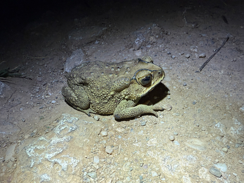 Asian Common Toad